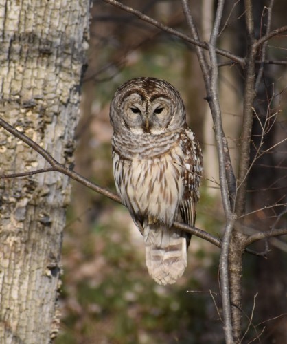 Barred Owl 2