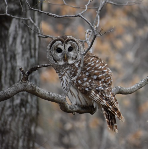 Barred Owl