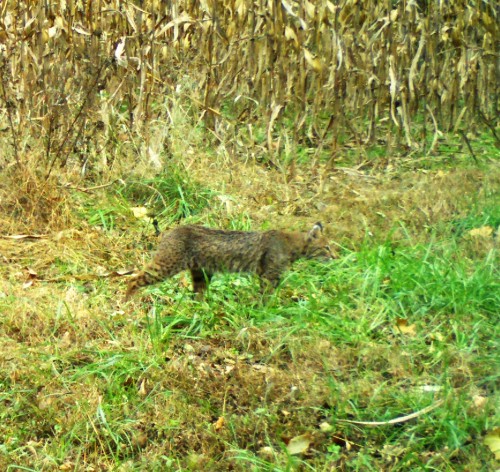 Bobcat