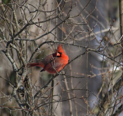 Cardinal (2)