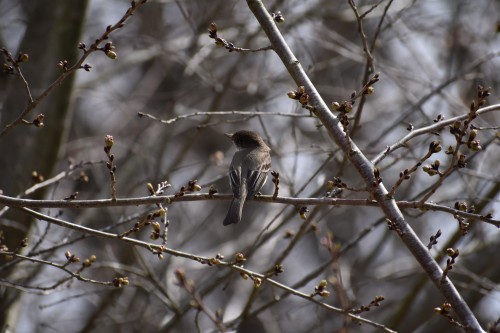 Fly Catcher