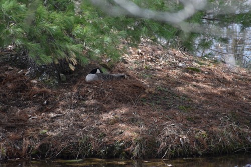 Goose on Nest