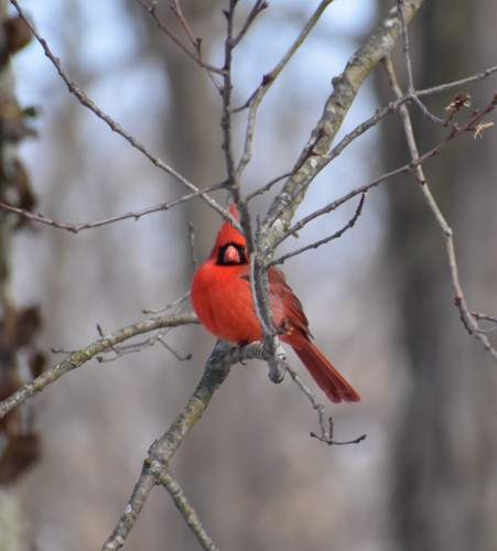 Male Cardinal (2)