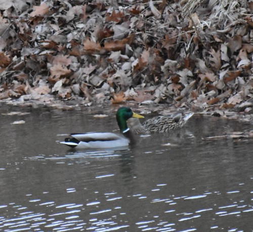 Mallards (2)