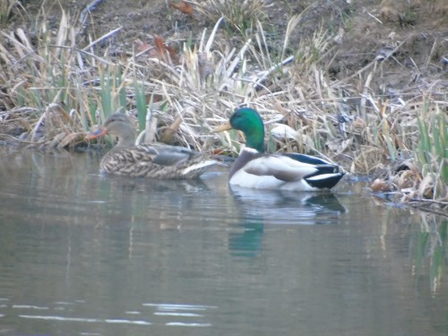 Mallards 2017