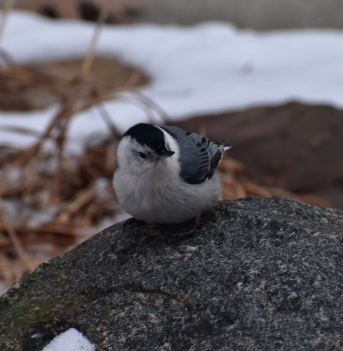 Nuthatch (2)