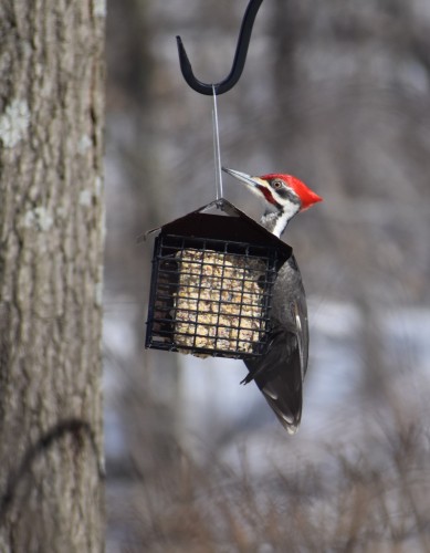 Pileated (2)