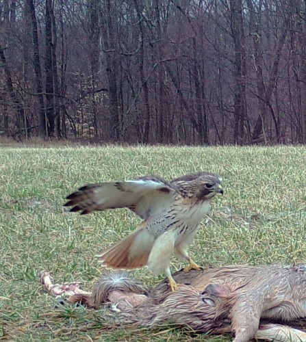 MOULTRIE DIGITAL GAME CAMERA