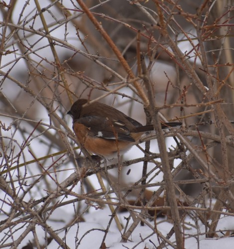 Rufous Sided Towhee Female (2)