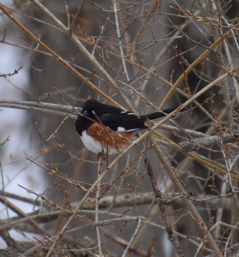 Rufous Sided Towhee Male (2)