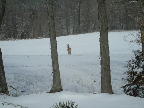 Spring Snow