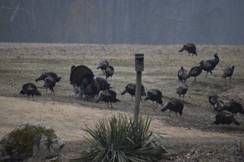 Turkeys March 19