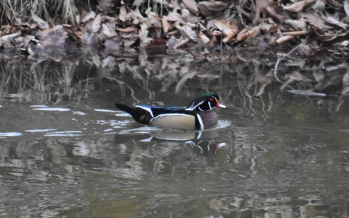 Wood Duck